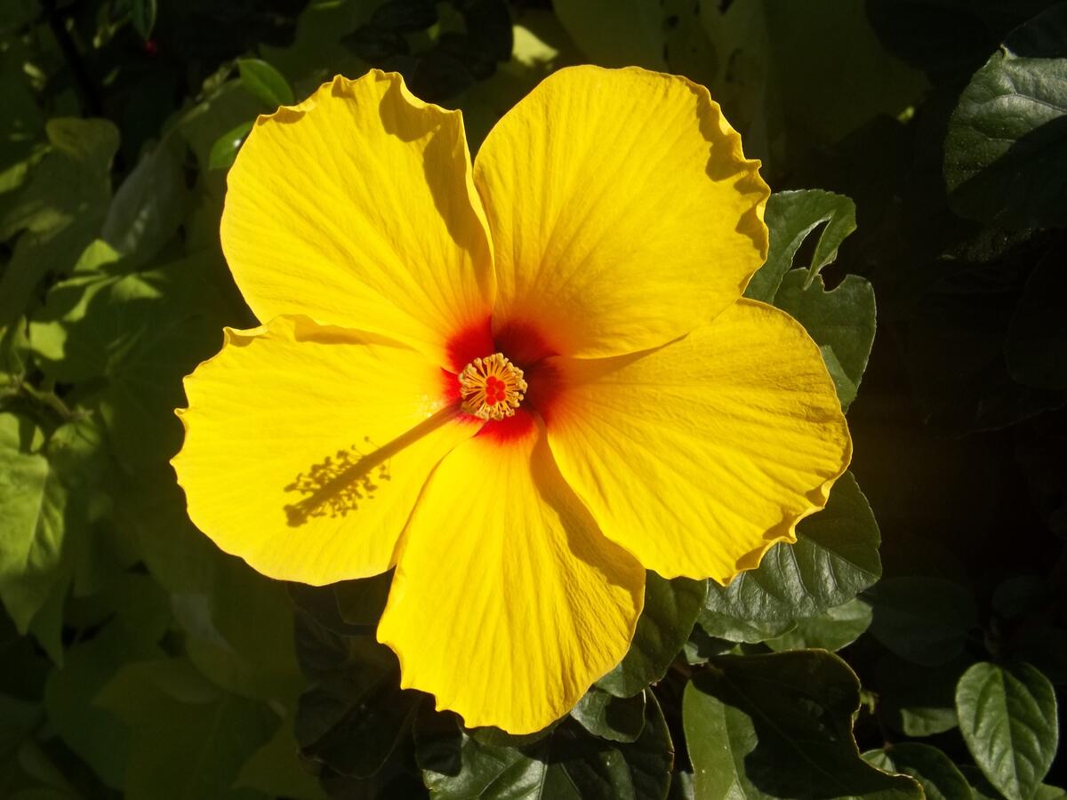 Желтый цветок гибискуса в Гавайях