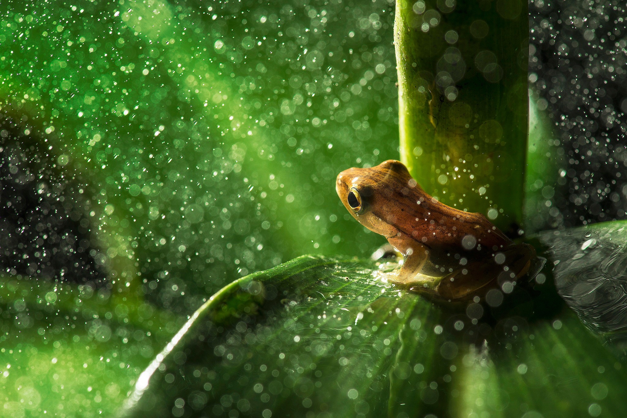 Фото обои лягушка, размытый фон, лист, природа - бесплатные картинки на Fonwall