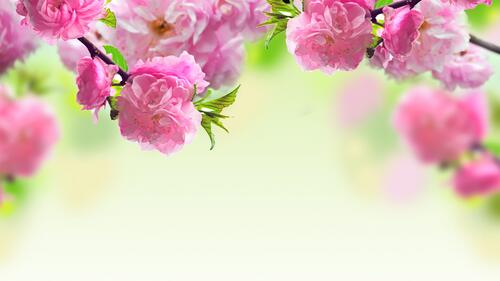 Бутоны розовых цветов на ветках