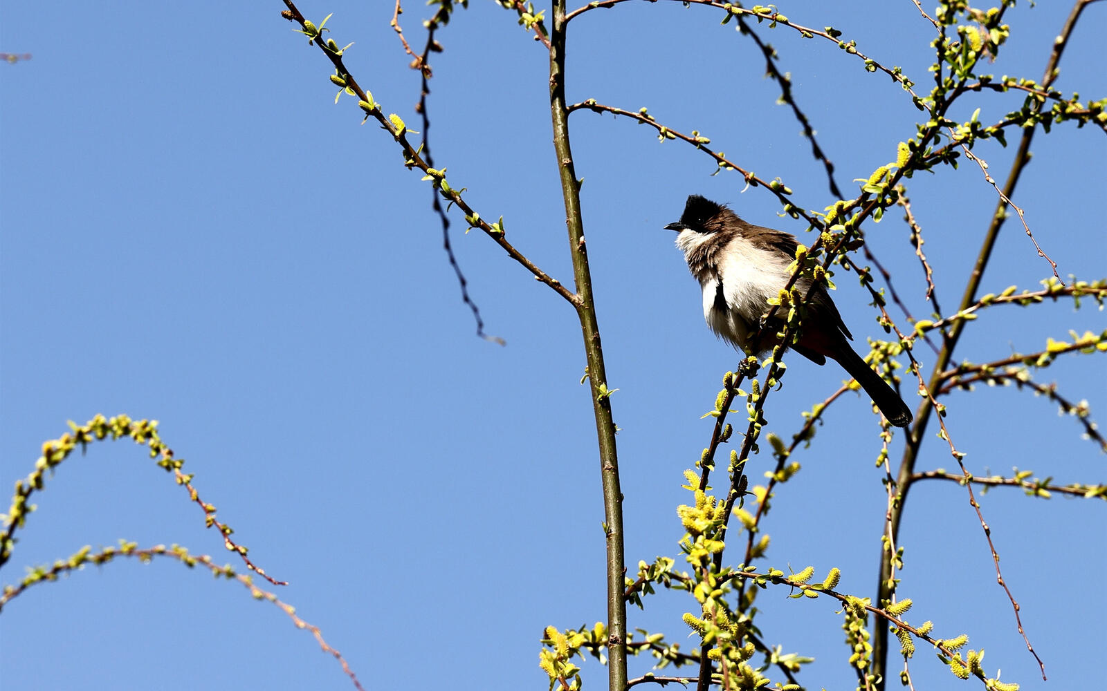 Бесплатное фото Напыщенная птичка сидит на ветви дерева