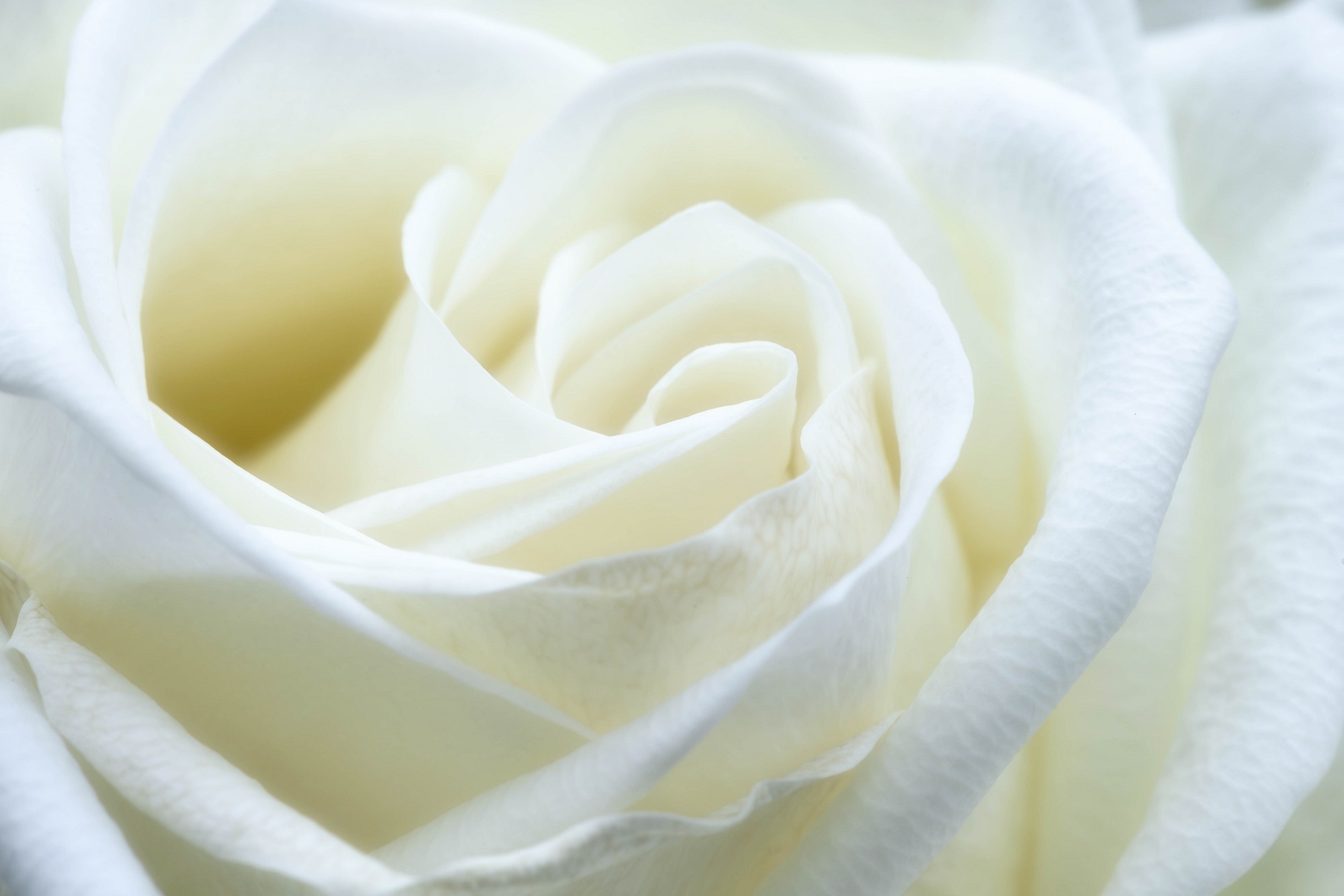 Free photo White rose on your phone