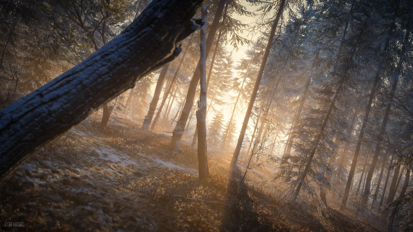 Бесплатное фото Утро в хвойном лесу