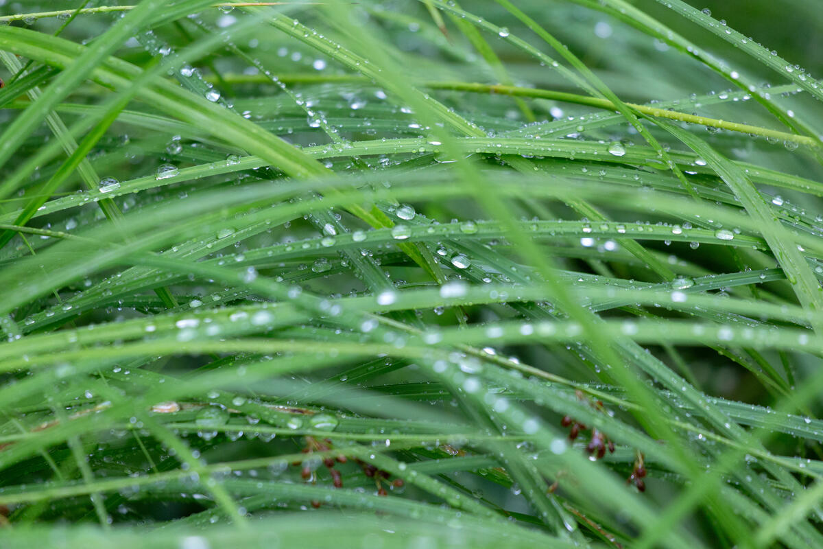雨中的绿草