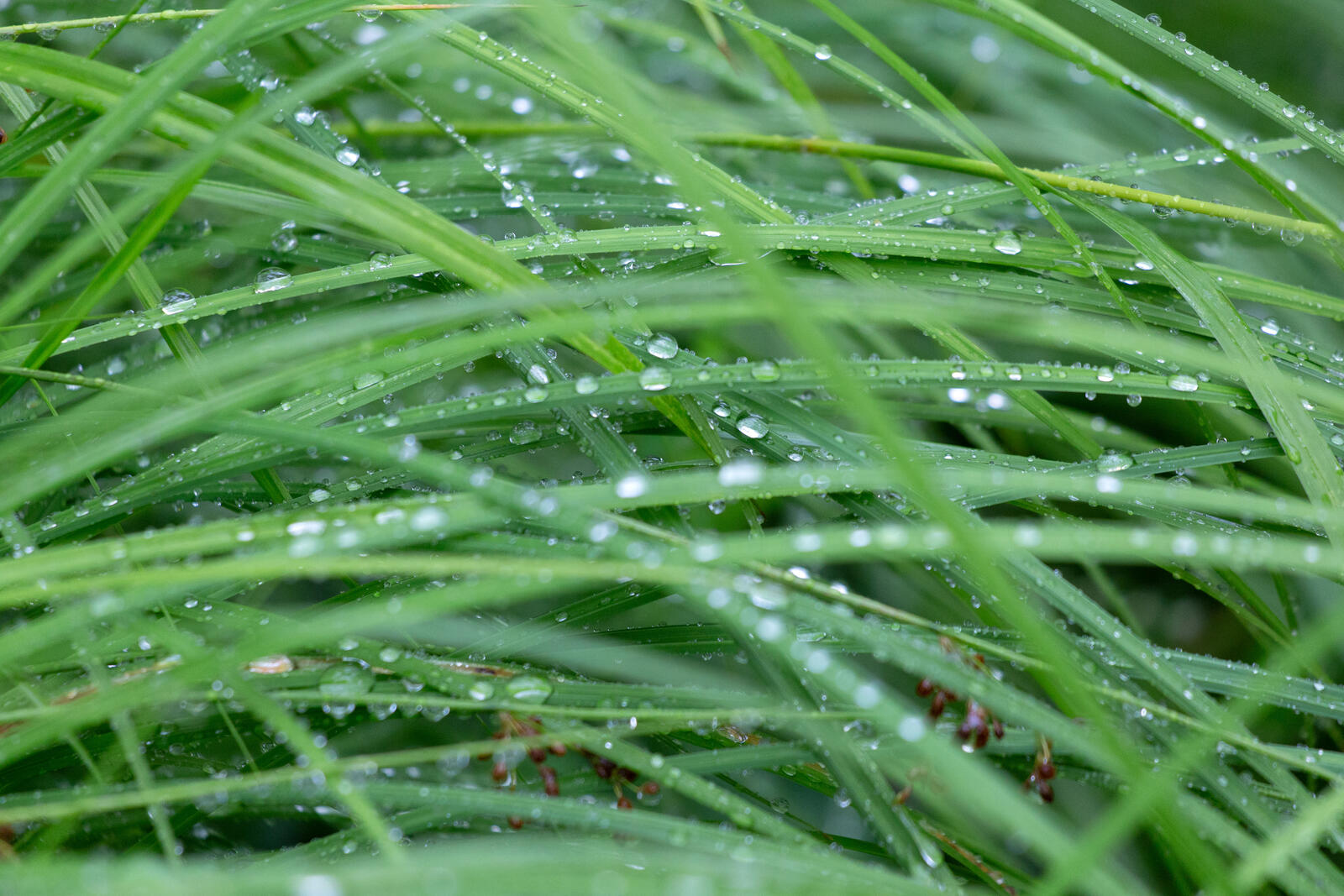 Бесплатное фото Зеленая трава под дождем