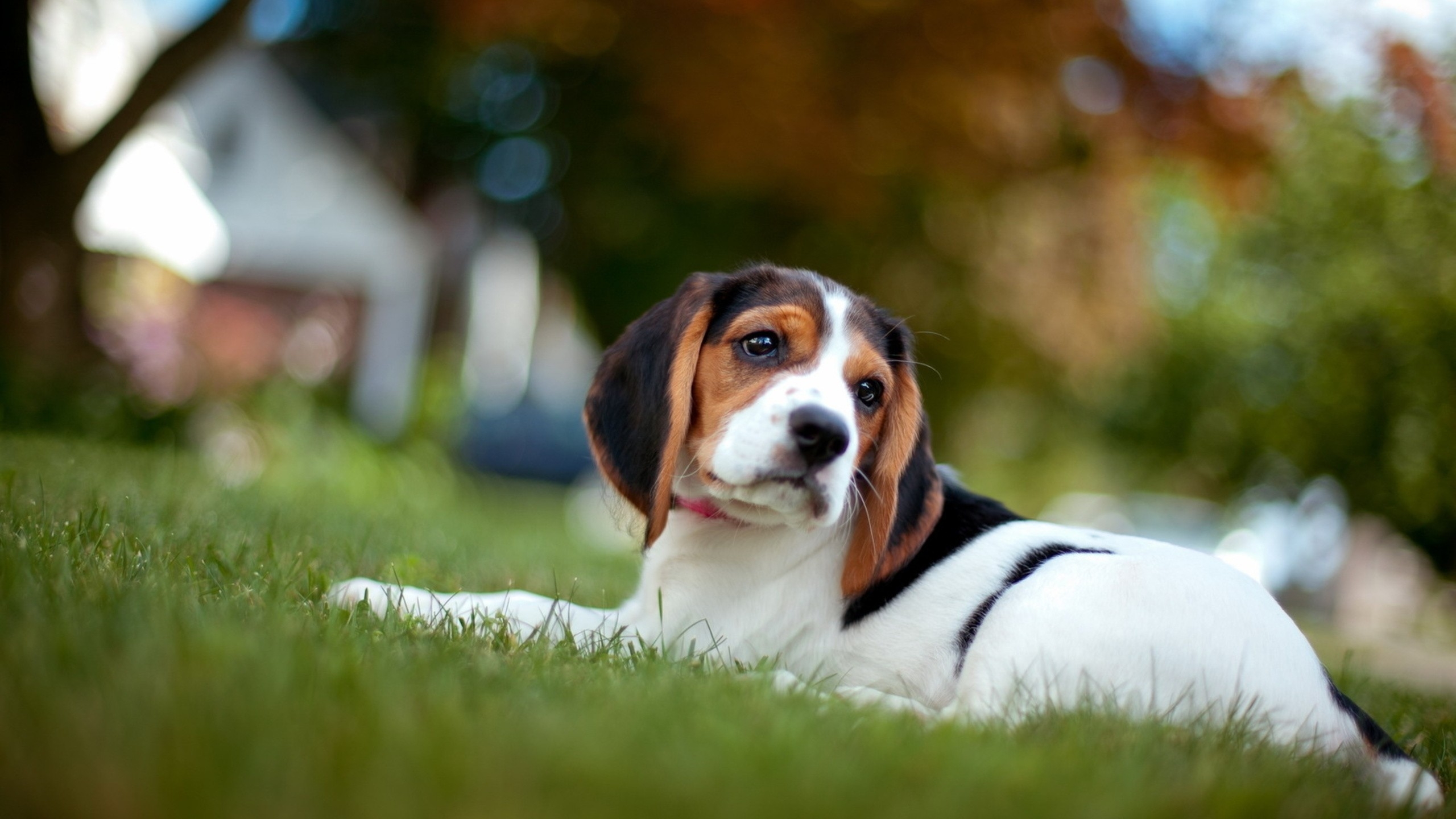Free photo A beagle lying on the grass