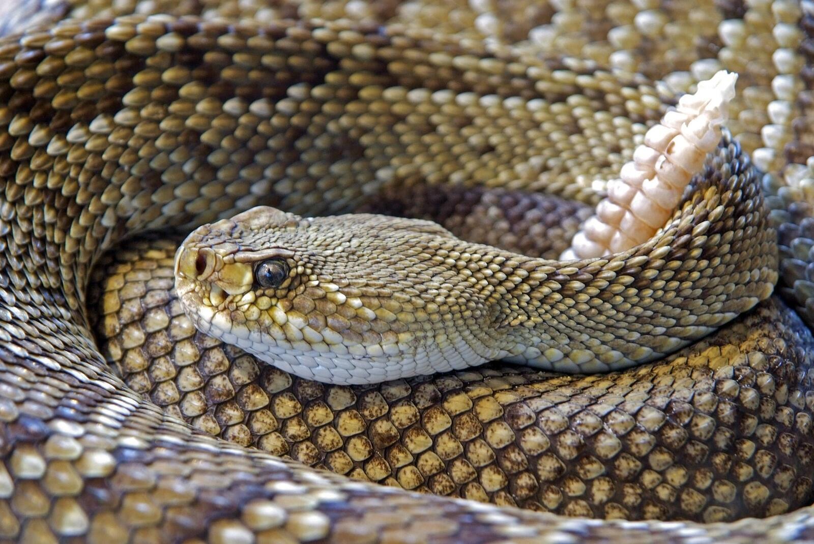 Free photo A beautiful rattlesnake