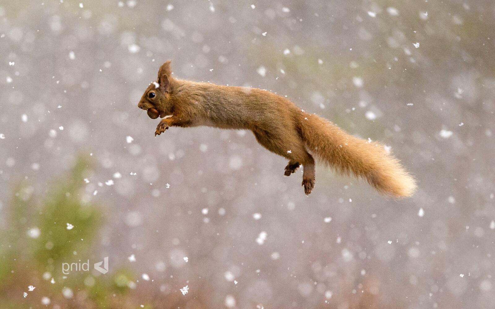 Free photo Squirrel with a nut in his teeth in the jump