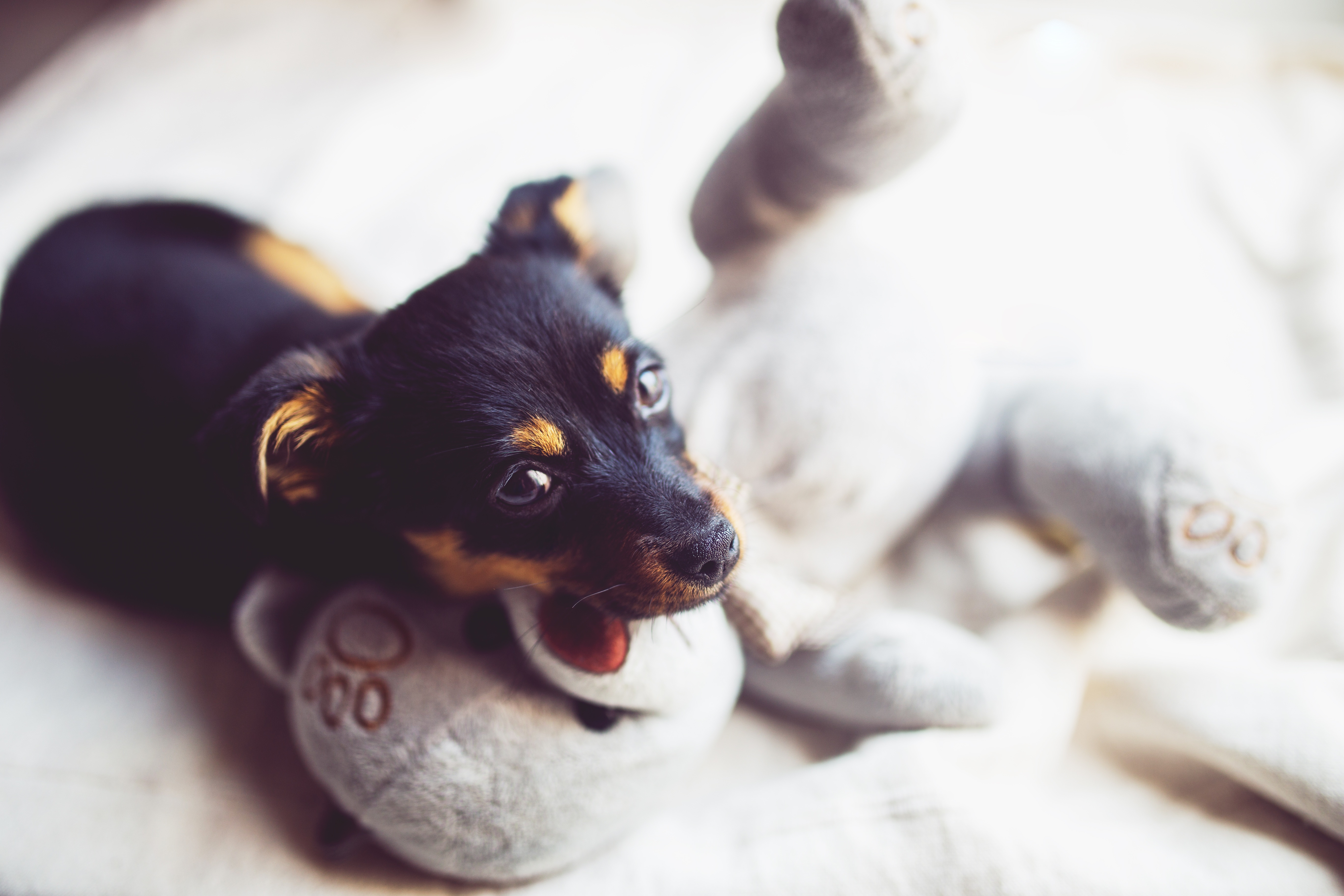 免费照片一只狗和它最喜欢的玩具