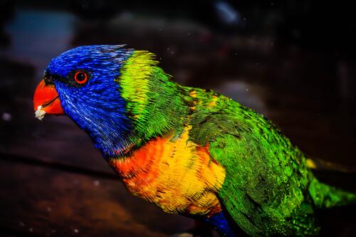 A colorful parrot with wet feathers