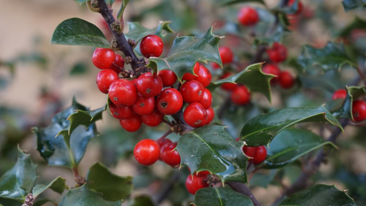 A shrub with red berries