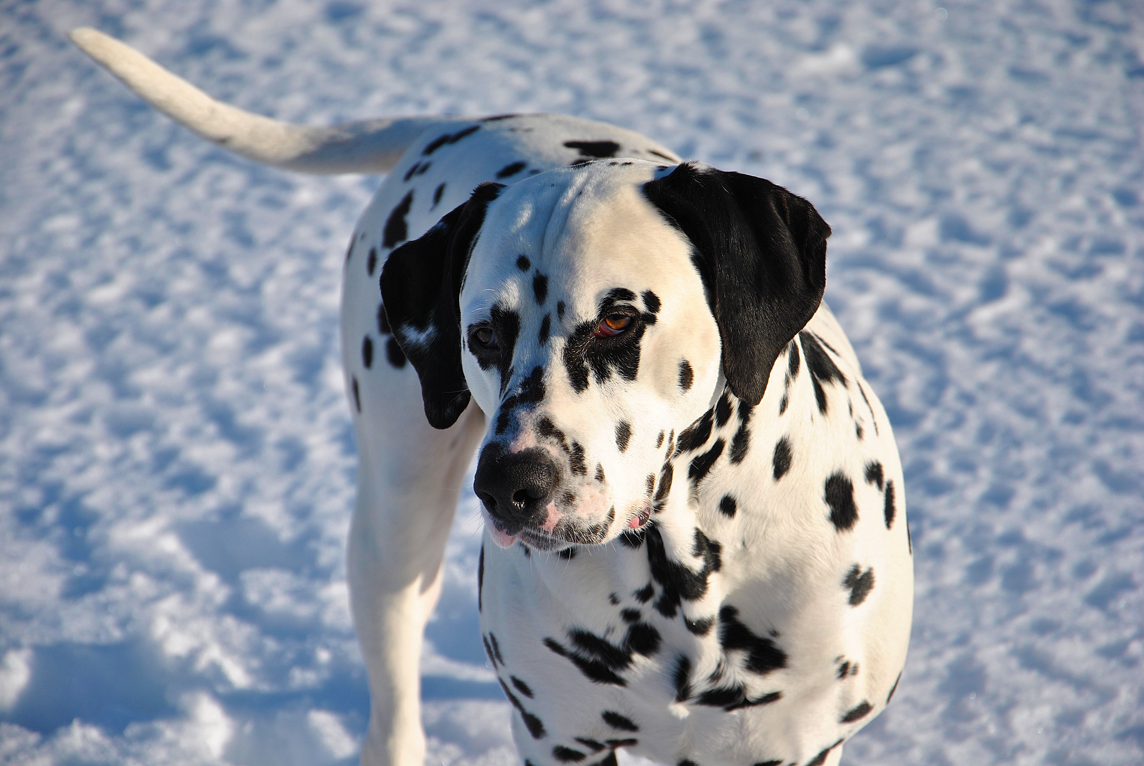 Фото бесплатно собака, снег, обои далматинец