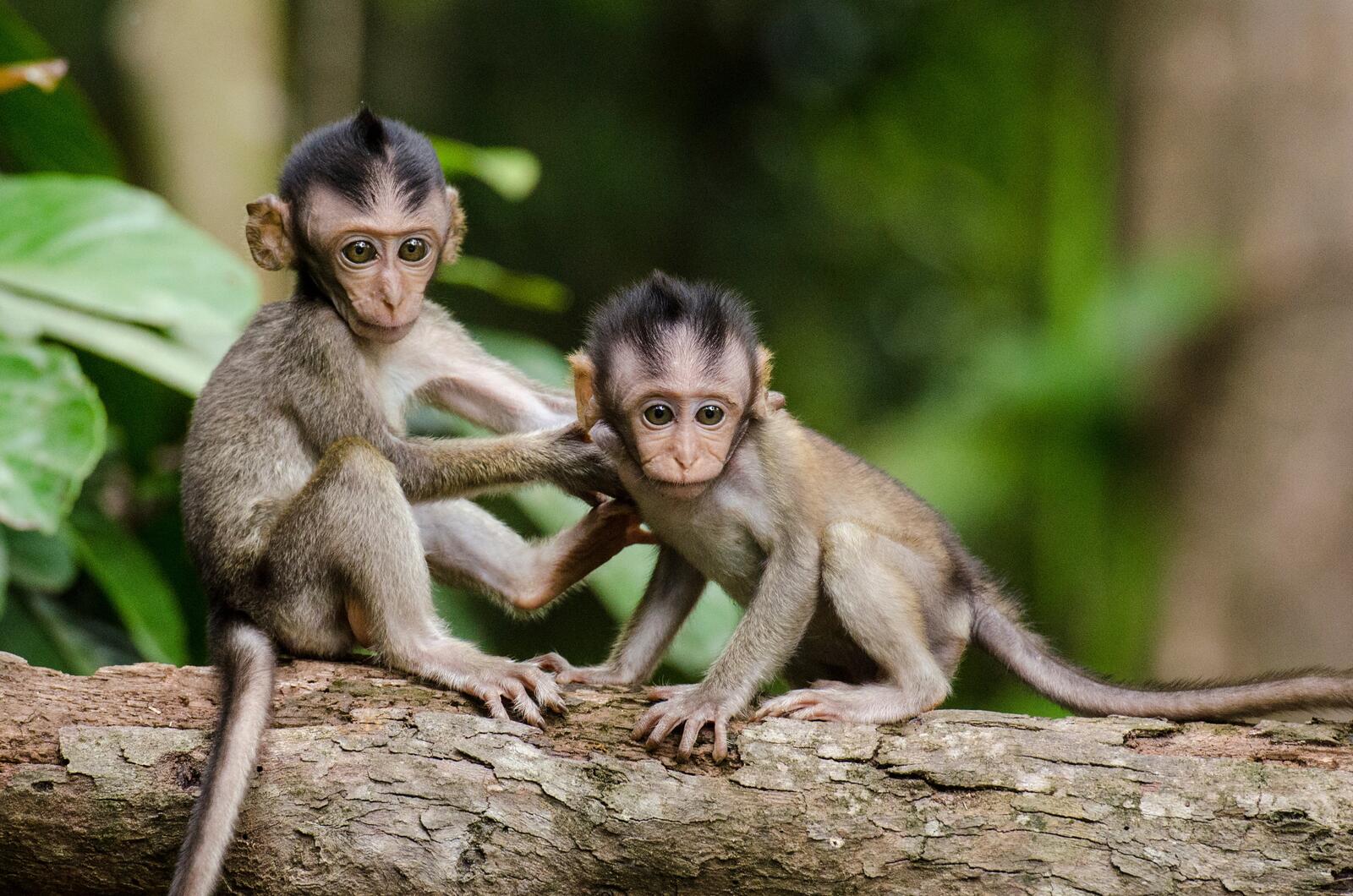 Бесплатное фото Маленькие беличьи обезьянки