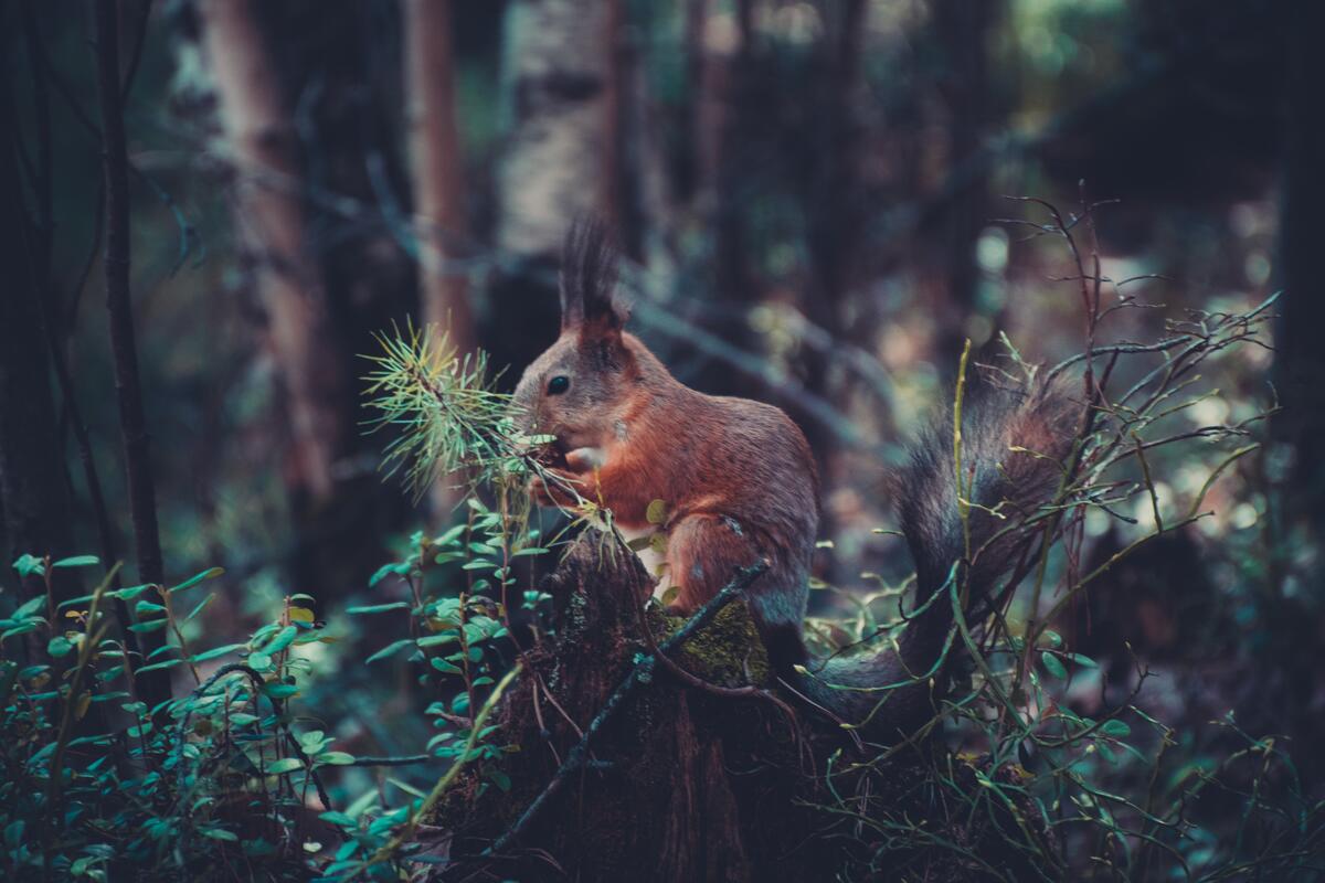 A red squirrel sitting on a stump in the woods