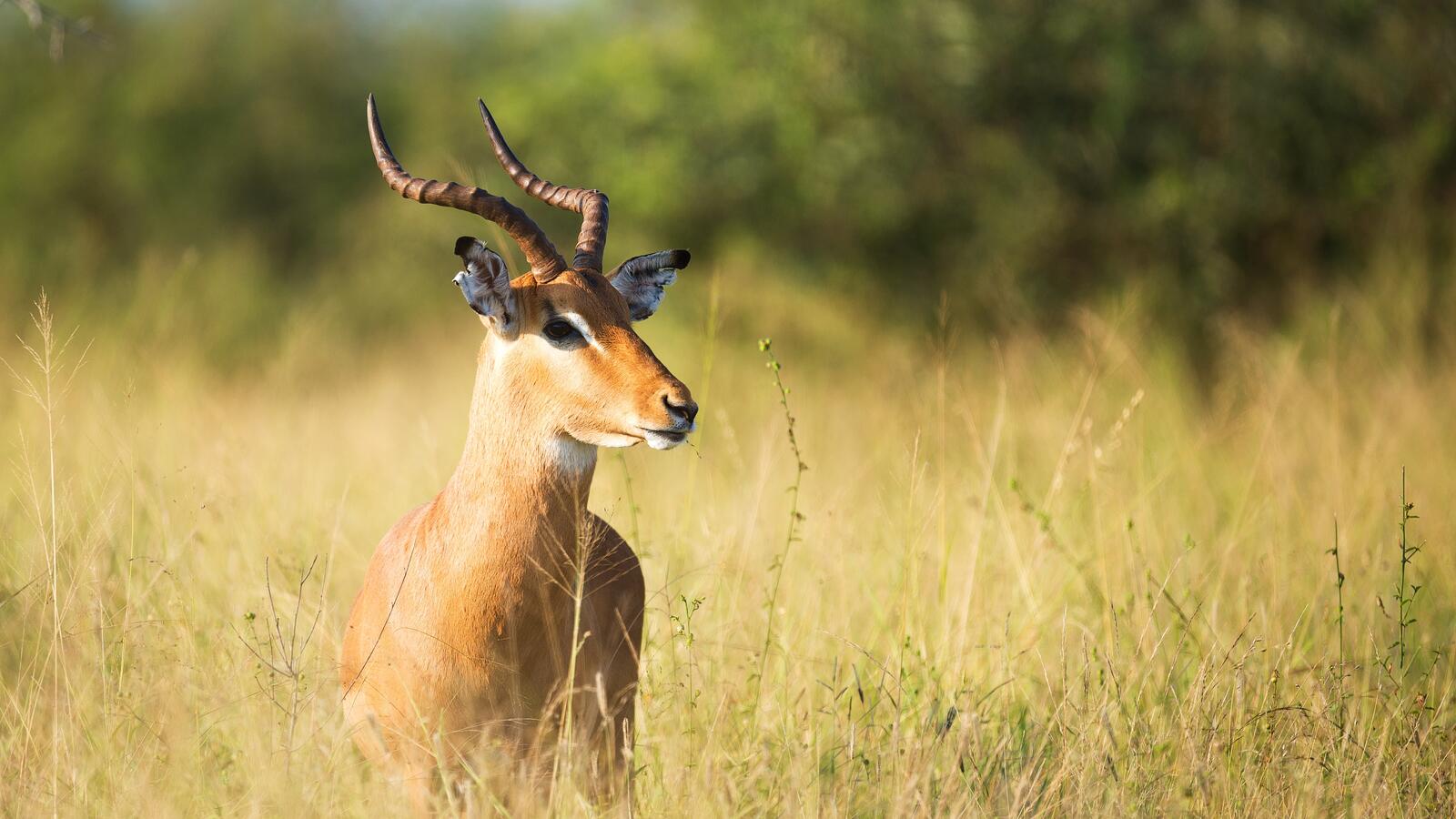 Бесплатное фото Антилопа с большими рогами осматривает местность