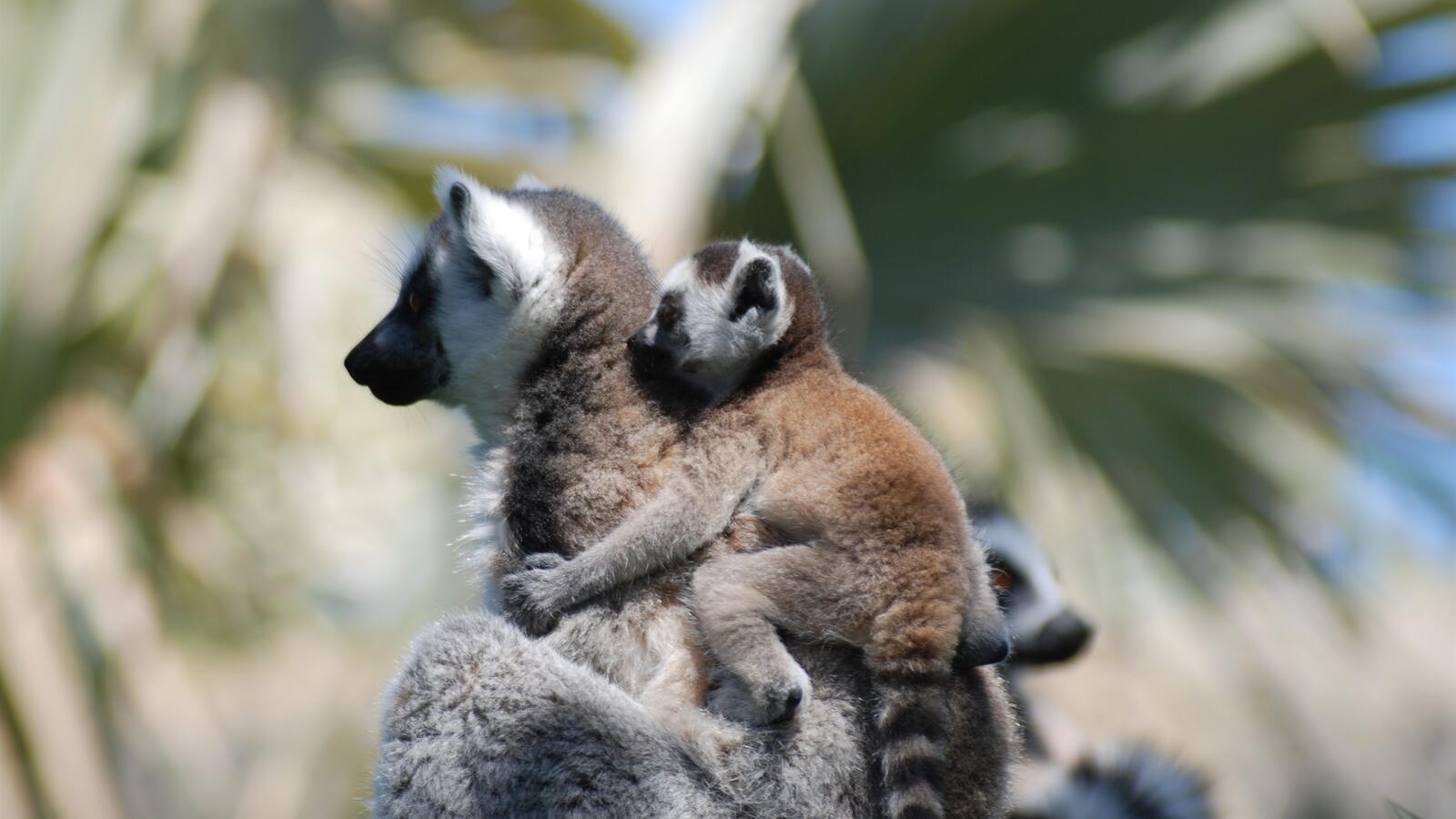 Free photo Lemur Family