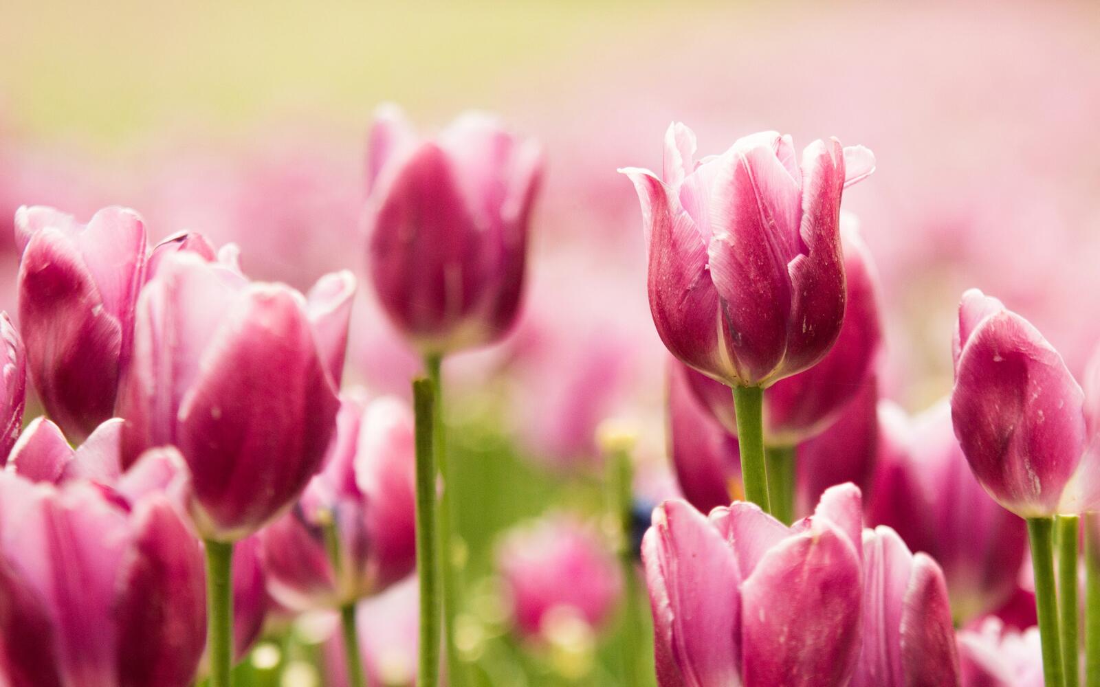 Бесплатное фото Обои с розовыми тюльпанами