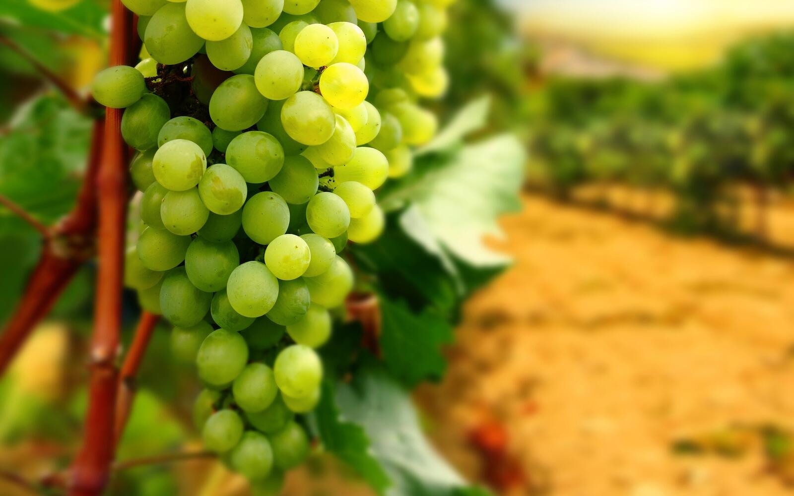 Бесплатное фото Зеленый виноград на ветке