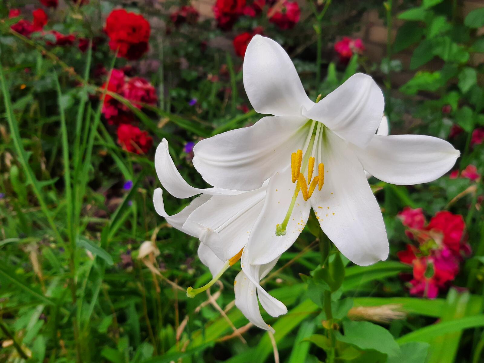 Free photo White Lilies