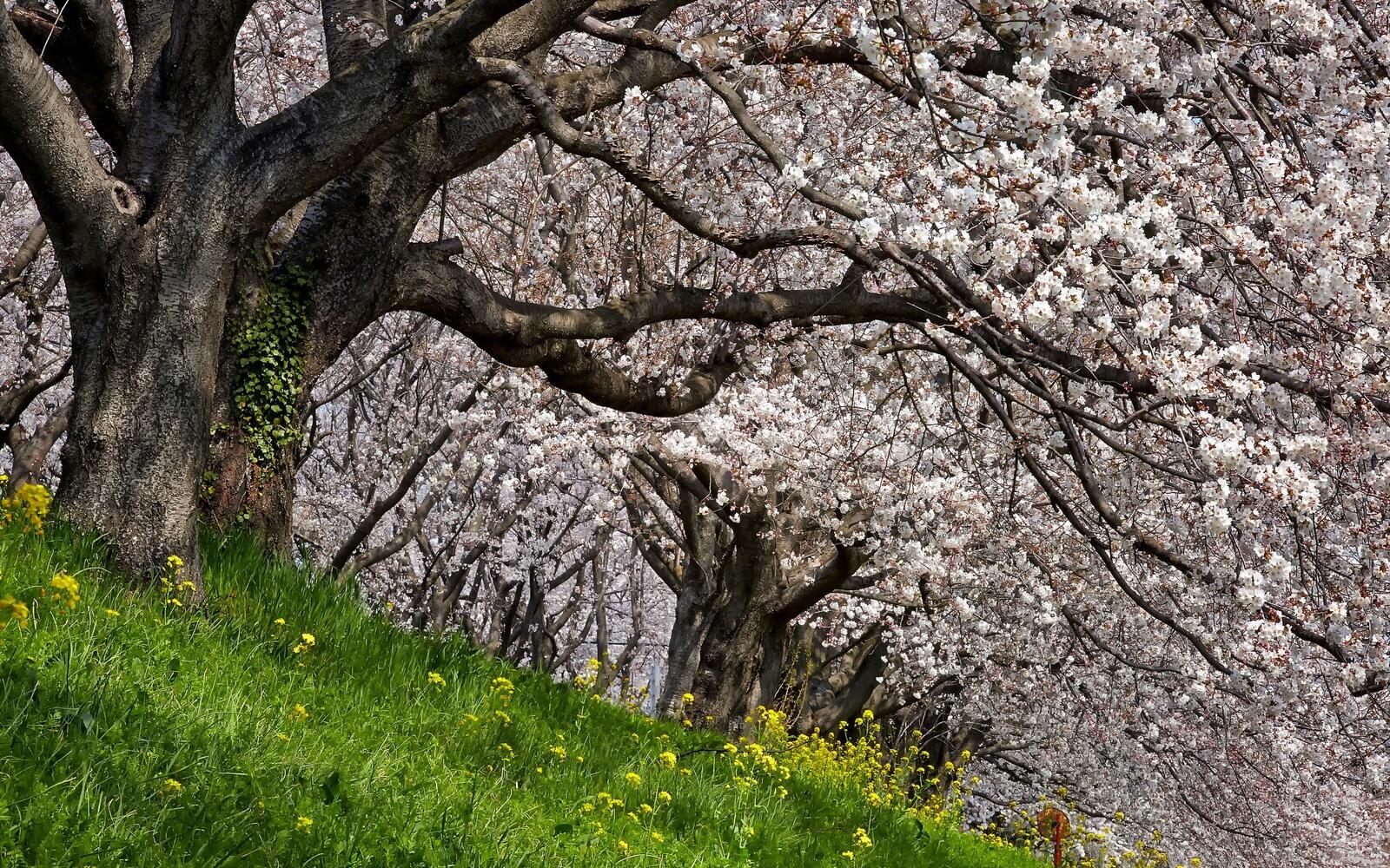 Бесплатное фото Пышные деревья с белыми цветами на кронах
