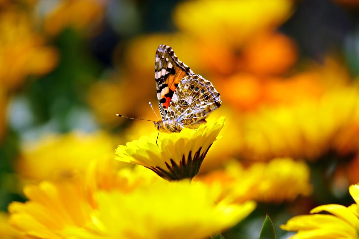 A colorful colorful butterfly sits on a yellow flower