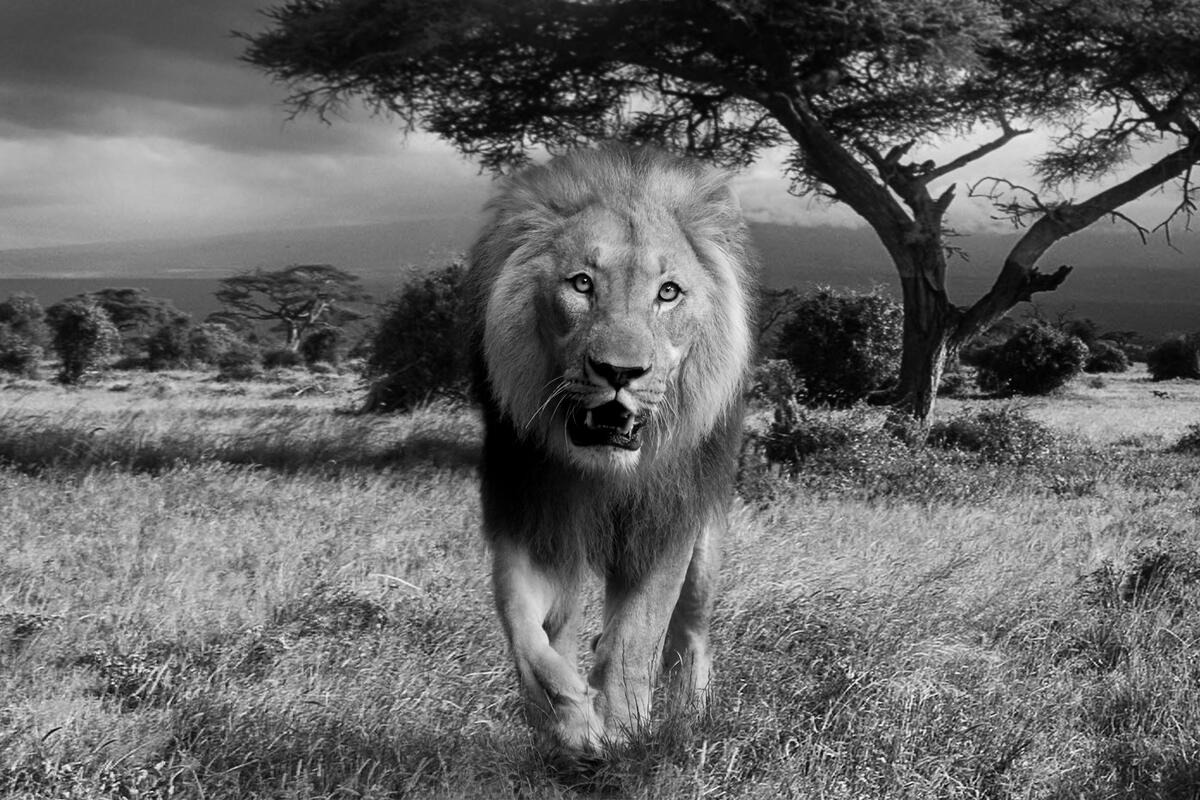 Лев на монохромном фото в Южной Африке