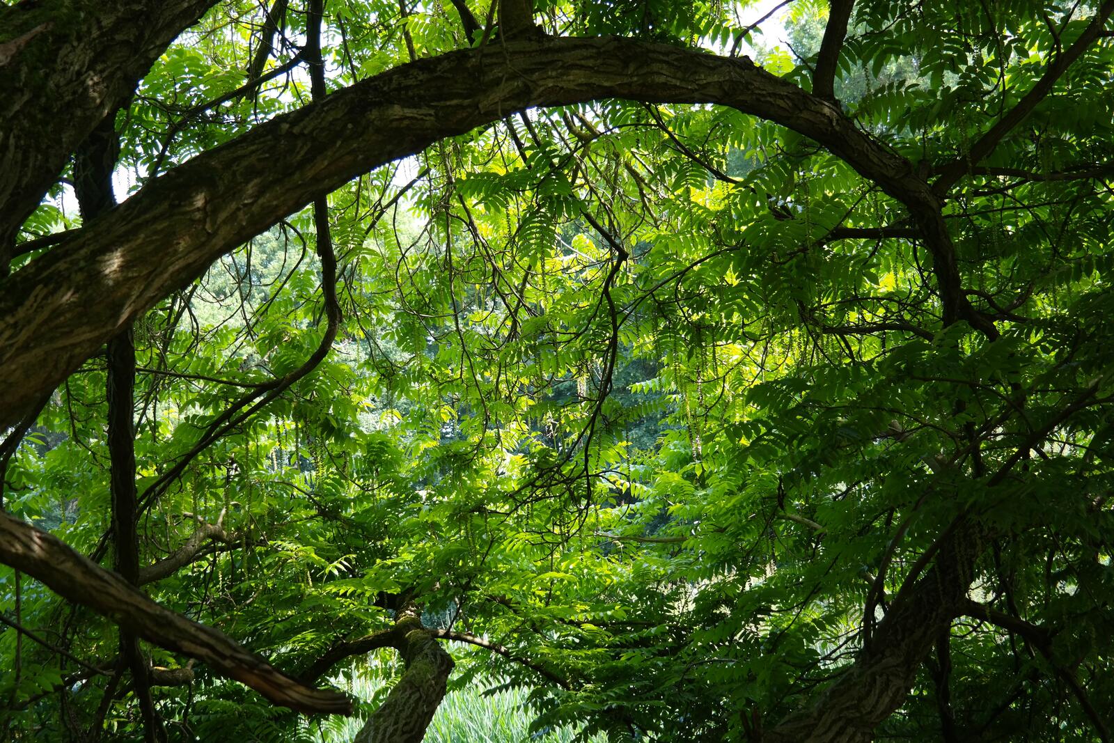 Бесплатное фото Густой зеленый лес