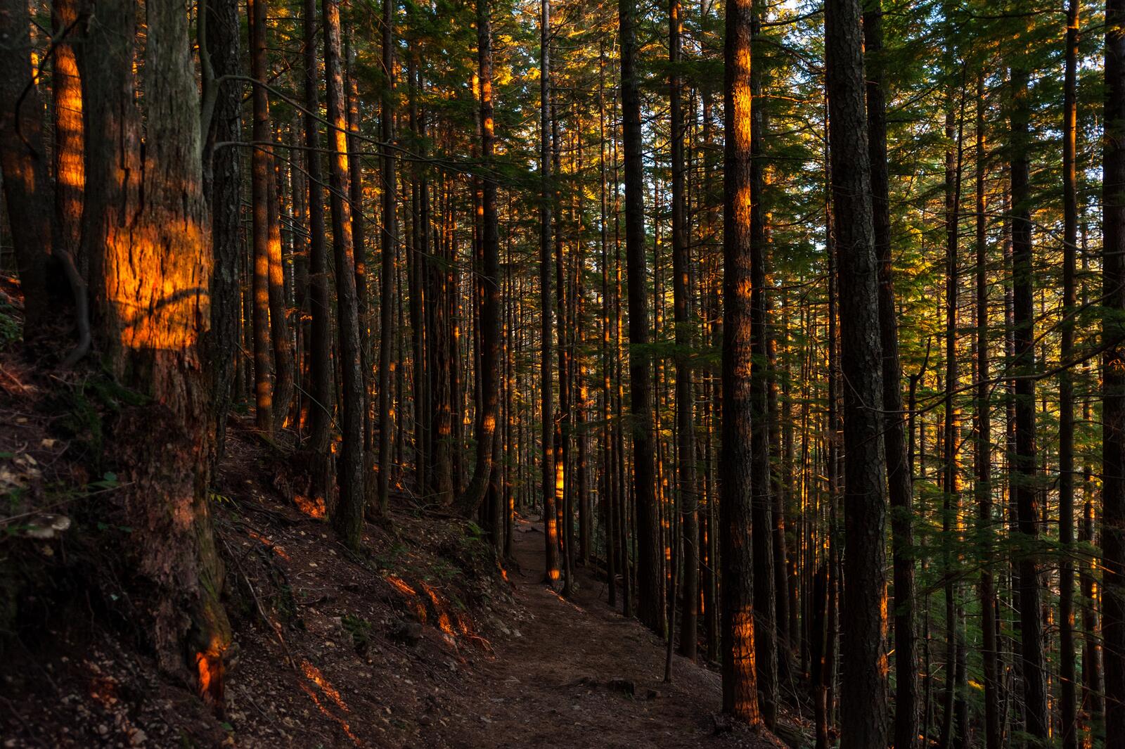 Бесплатное фото Вечерний свет в хвойном лесу
