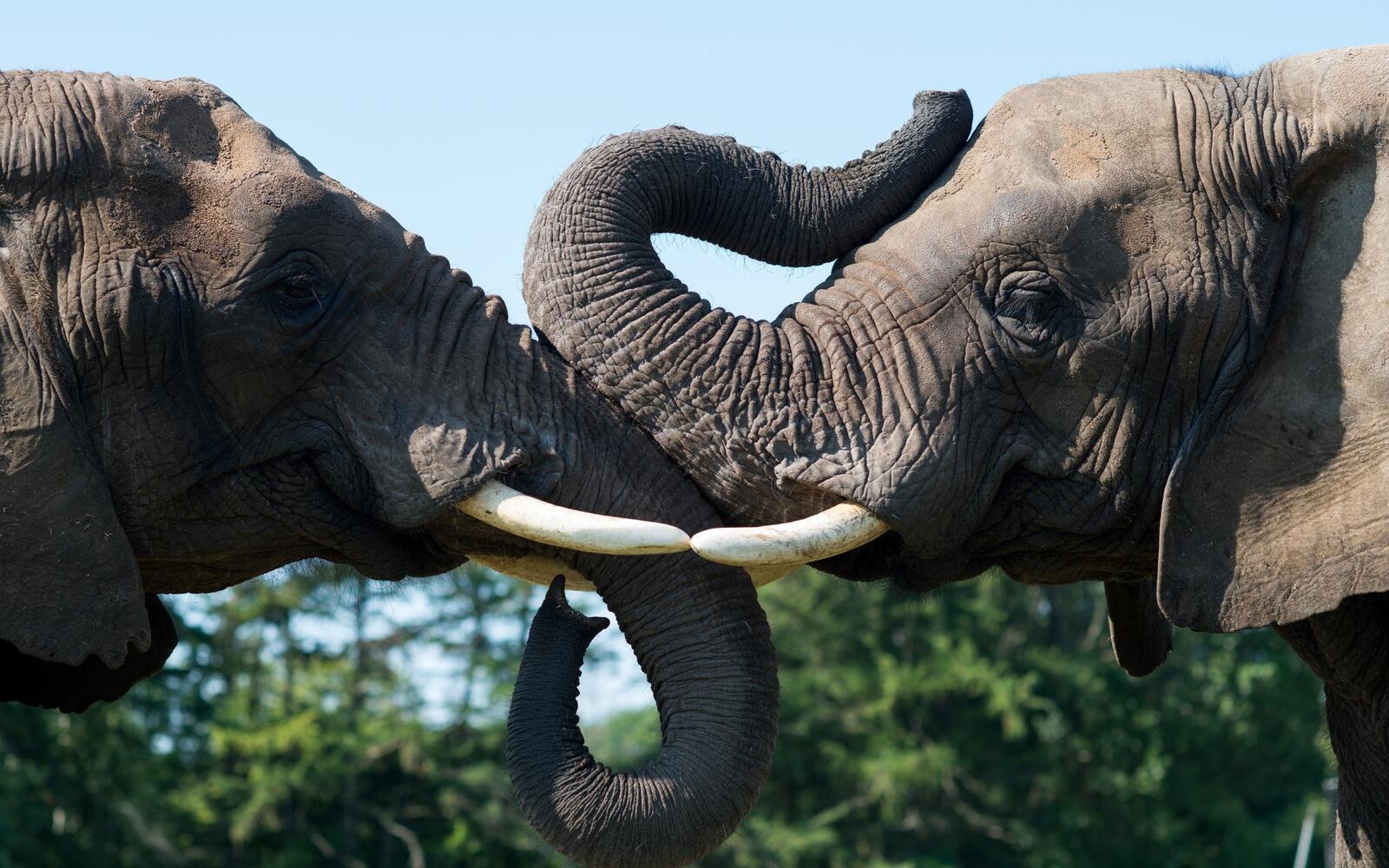 Бесплатное фото Два слона нежатся