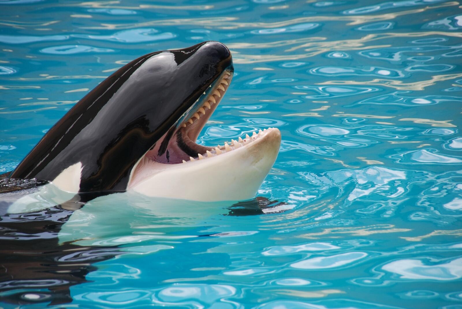 Free photo Kasatka at the water park