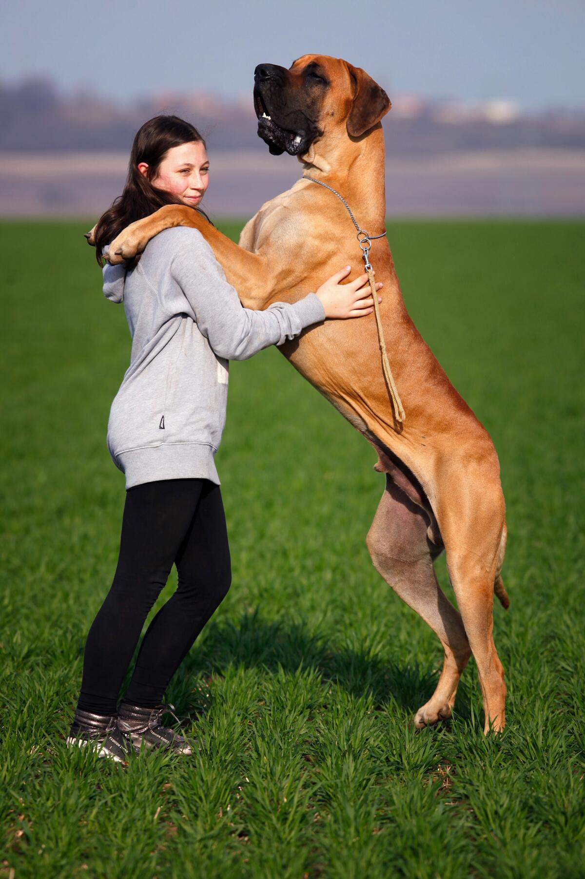 A girl and a big dog standing in an embrace