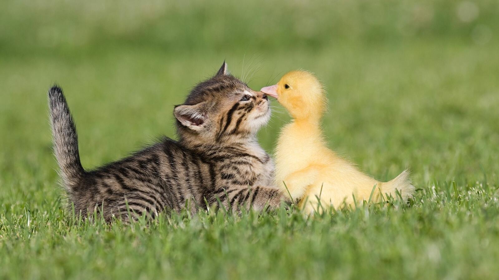 Free photo A kitten and a duckling on a green lawn