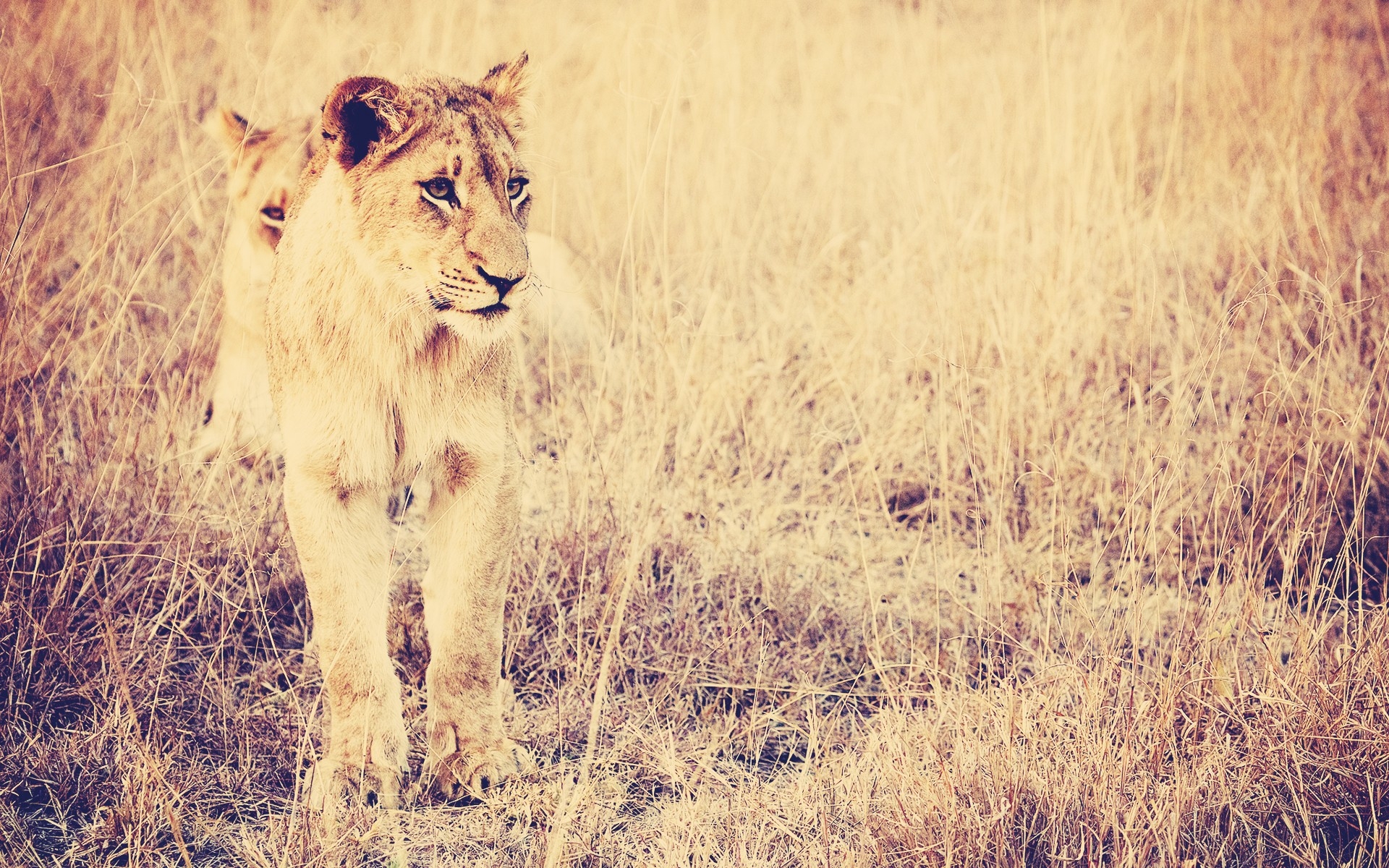 免费照片两只母狮在大草原上散步。