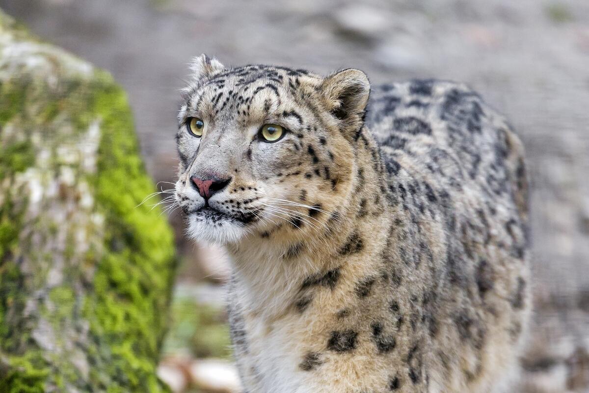 A snow leopard on a walk