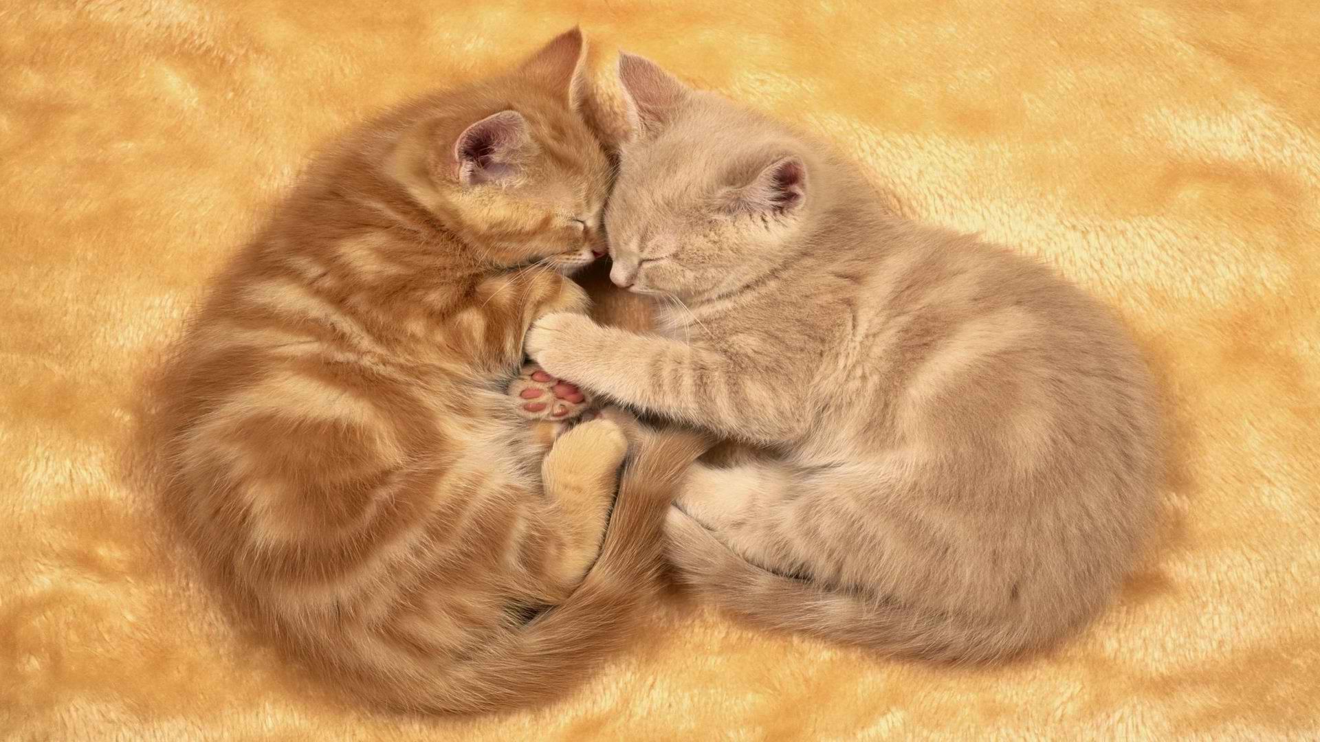 Две спящих котенка