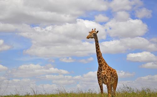 Жираф гуляет по травянистому полю