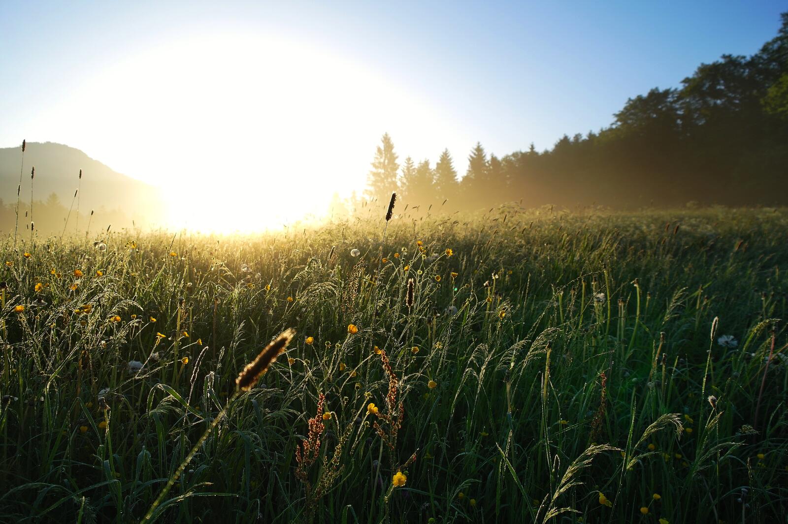 Бесплатное фото Утренняя влажная зеленая трава на восходе солнца