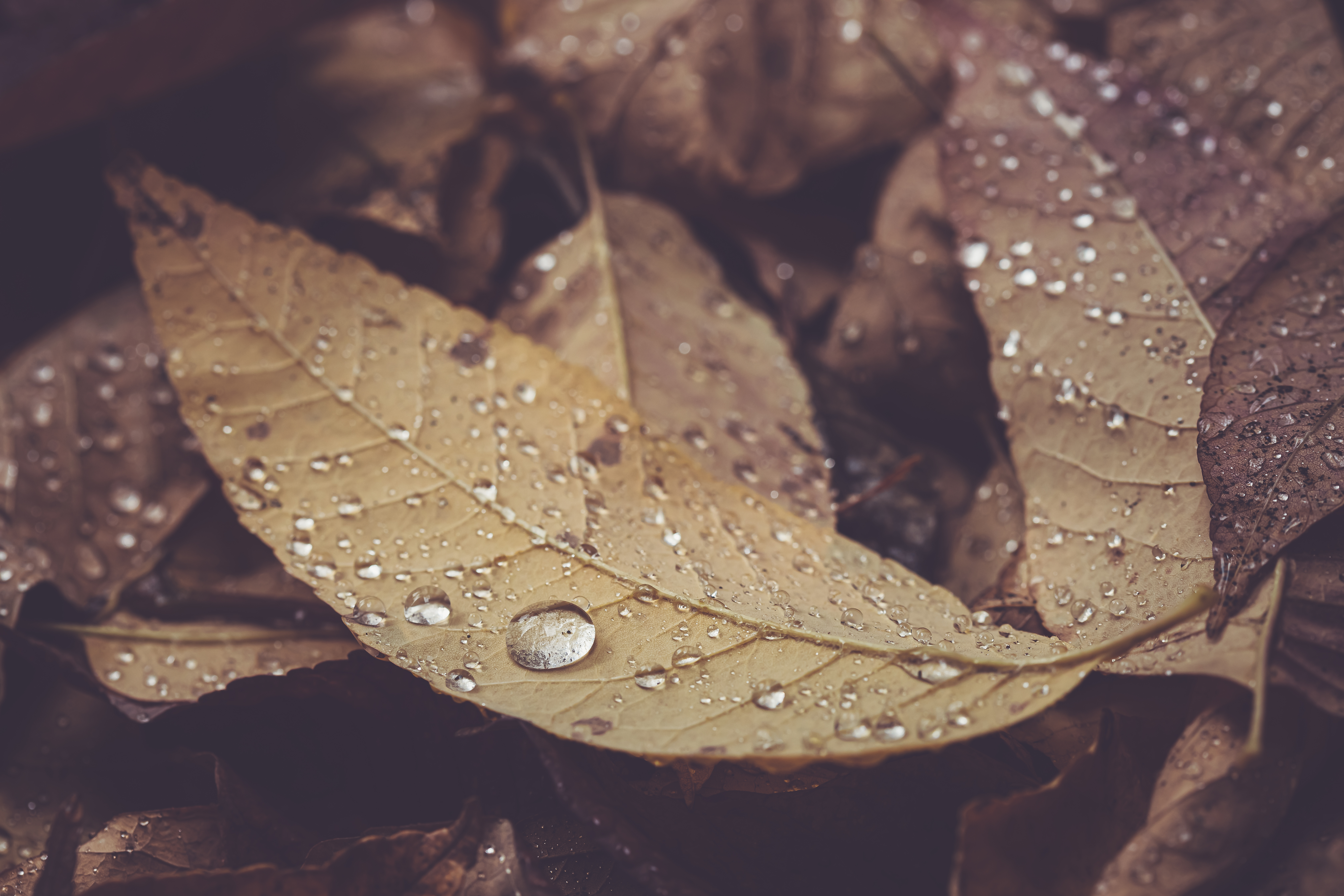 Осенние листья под дождем