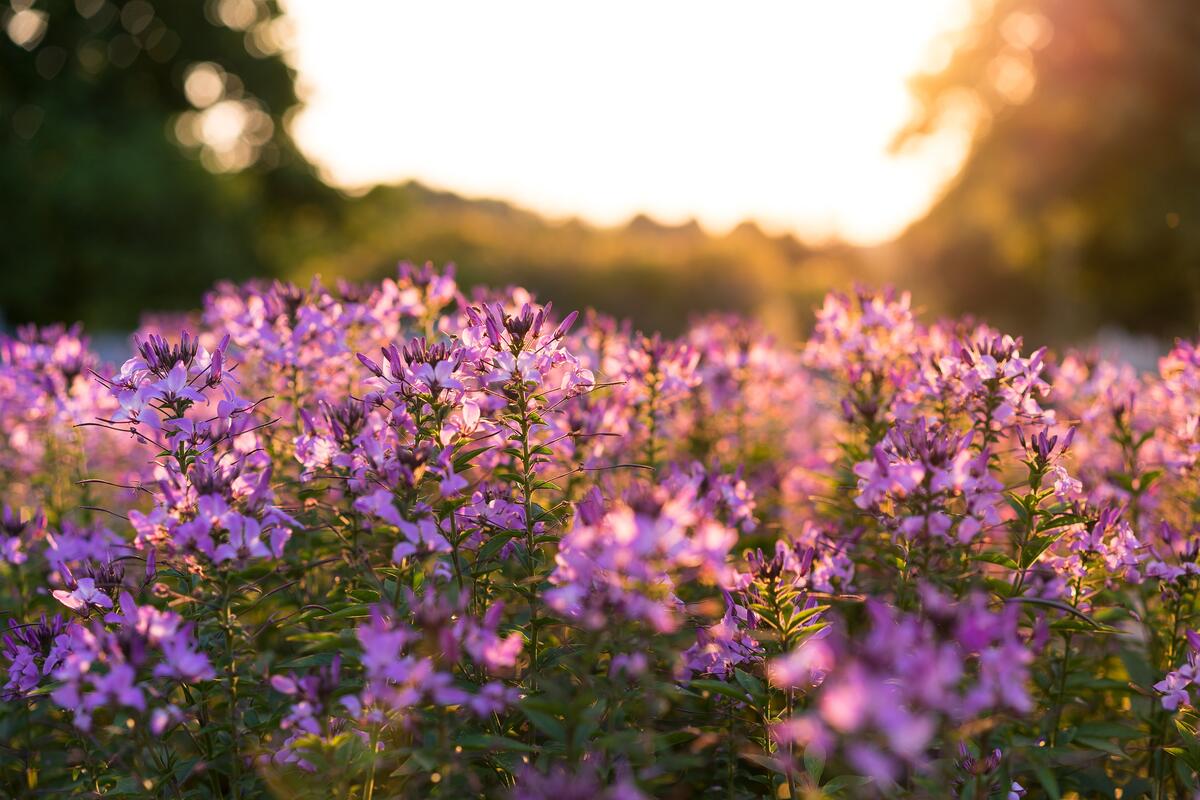 Lots of pink flowers at sunset
