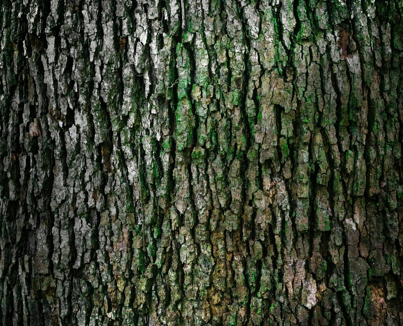 Бесплатное фото Текстура коры дерева