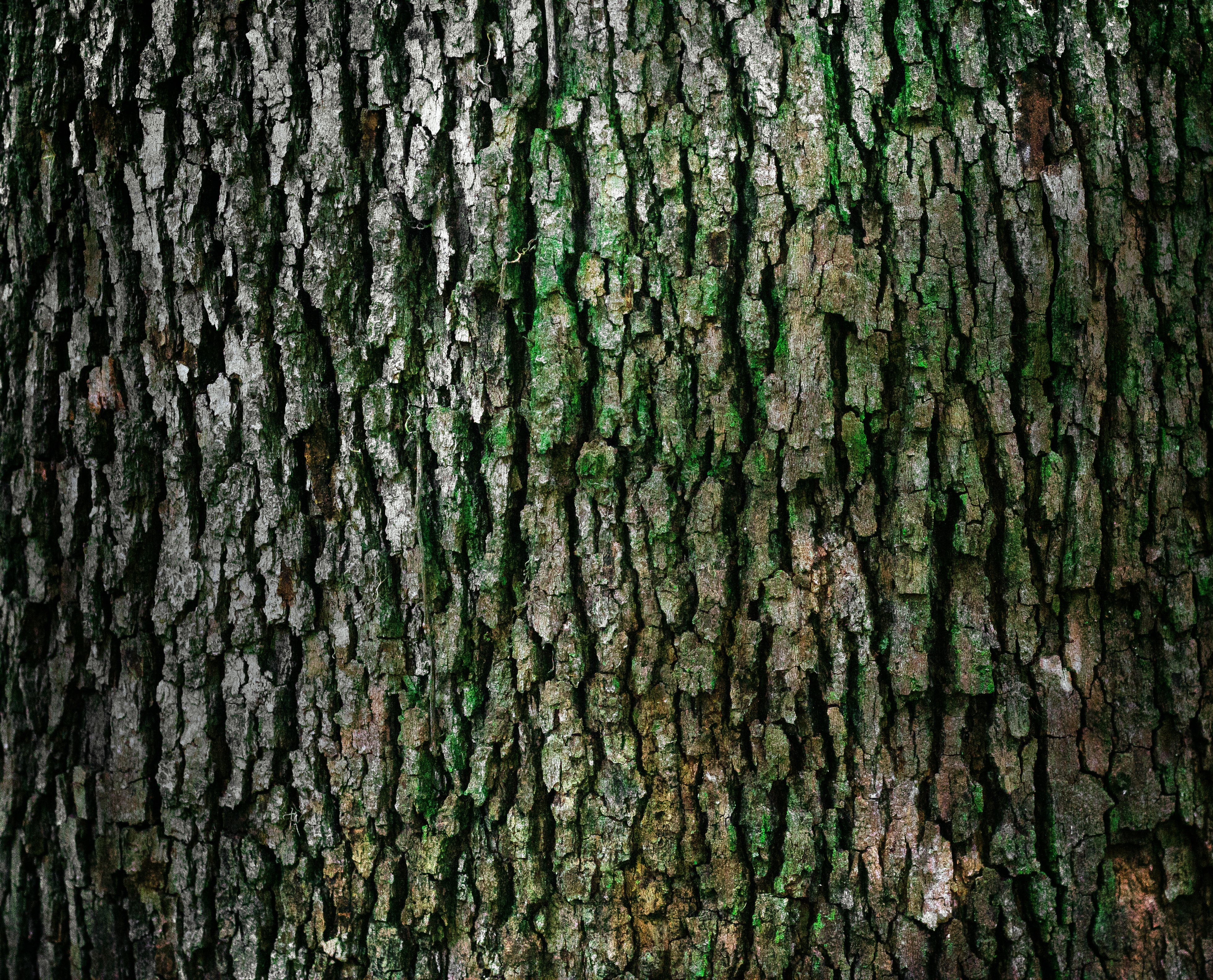 Free photo Tree bark texture