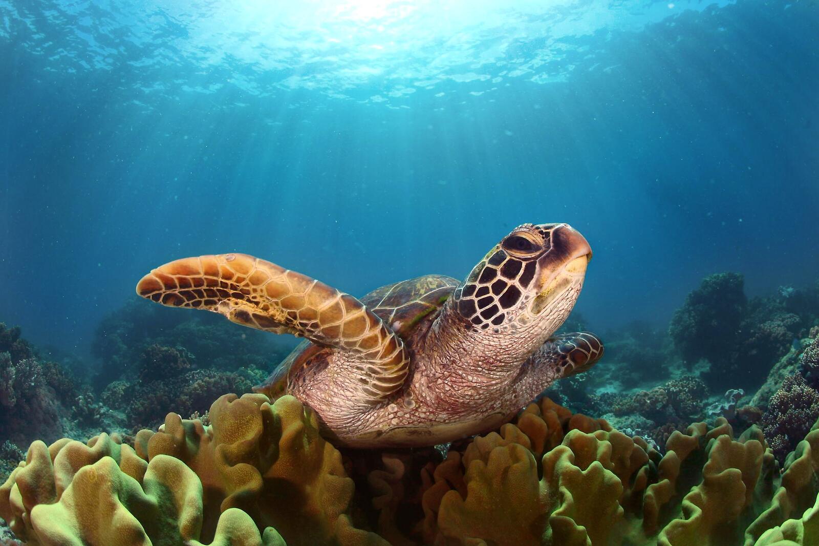 Free photo A sea turtle on the seabed