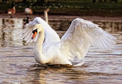 A white swan lands on the water