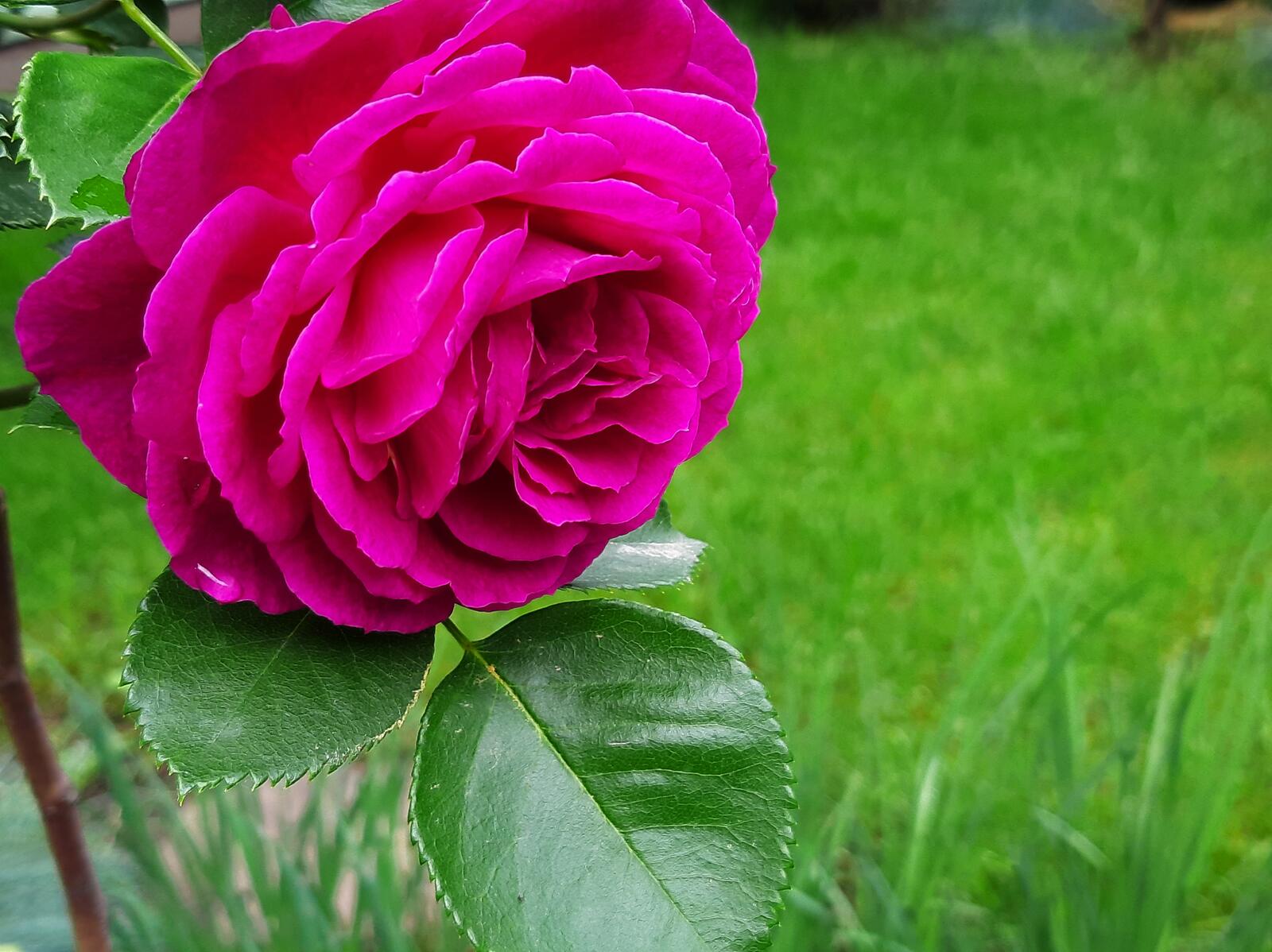 免费照片粉红玫瑰