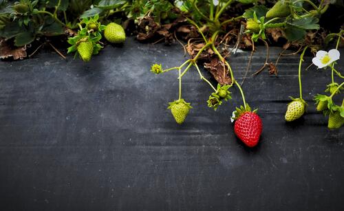 A ripe strawberry on a bush