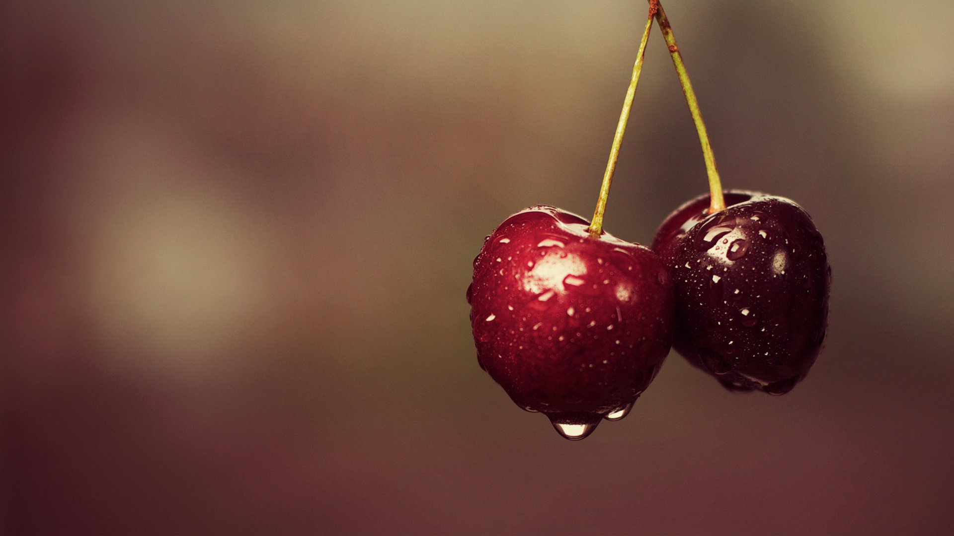 Two ripe cherries with raindrops