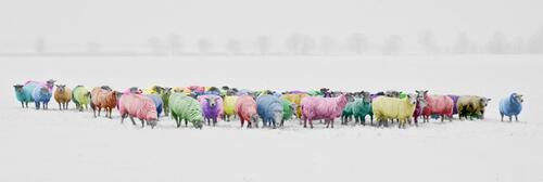 Colored rams in a winter field
