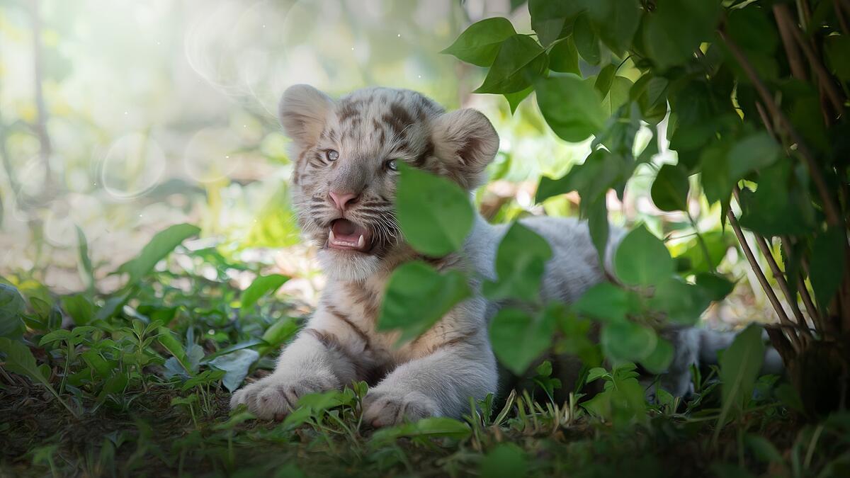 A little white tiger cub