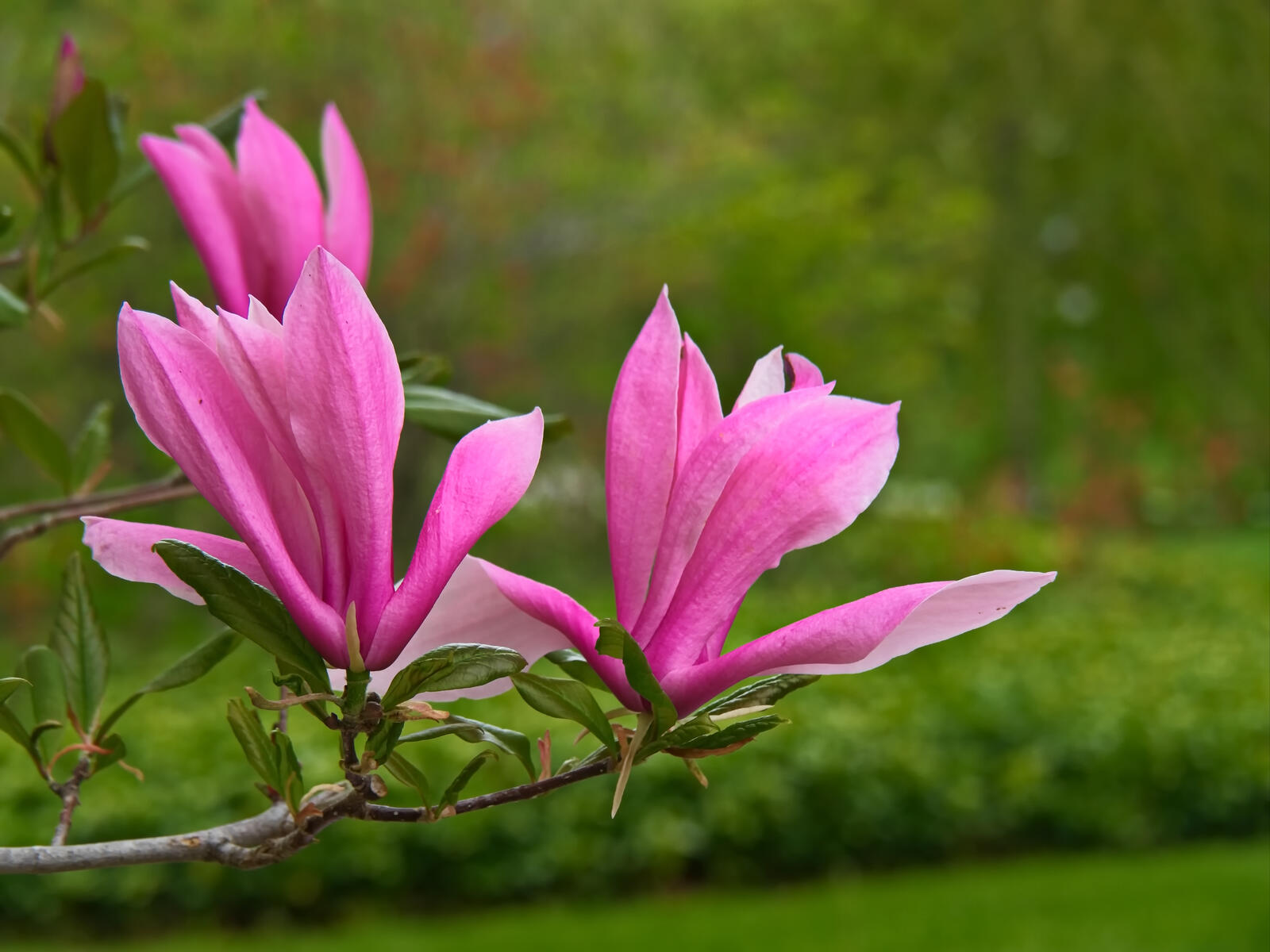Бесплатное фото Пурпурные цветочки растут на ветке дерева