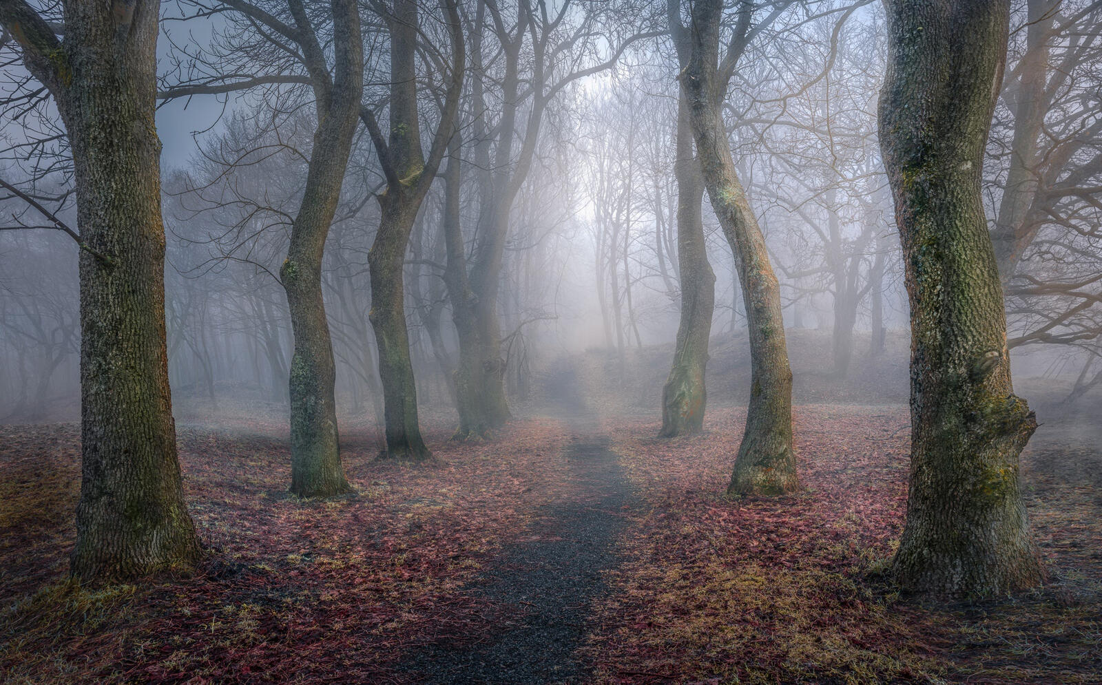 Wallpapers wallpaper autumn foggy forest trees on the desktop