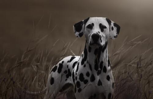 Собака далматинец в высокой траве